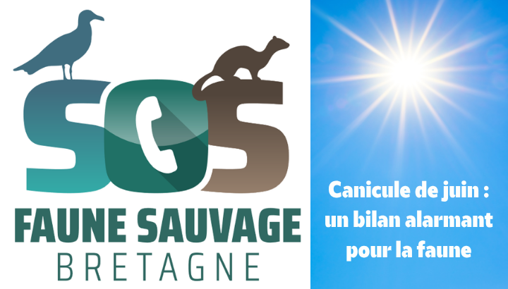 SOS Faune Sauvage : après la canicule un premier bilan alarmant